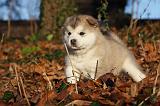 ALASKAN MALAMUTE 578